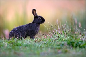 Schwarzes Wattenmeerkaninchen