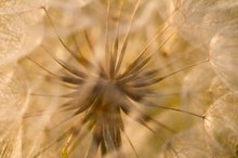 Fruchtstand vom Wiesen-Bocksbart (Tragopogon pratensis)