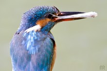 Eisvogel mit Beute