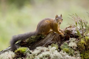 Eichhörnchen in Dalarna