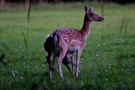 Sommerabendaugenblicke