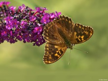 Kaisermantel (Argynnis paphia ab.confluens)