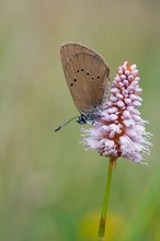 Dunkler Wiesenknopf-Ameisenbläuling