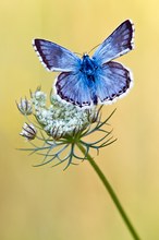 Polyommatus coridon