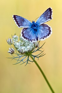 Polyommatus coridon