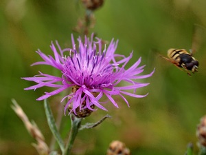 Bienenflug