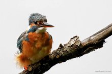 Frau Eisvogel nach dem Tauchgang