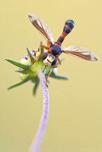 Conops quadrifasciatus