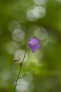 Lady in Violett