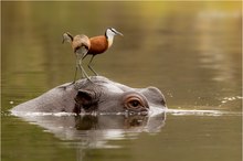 - African Jacana on Hippo -