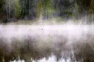 Schlafende Enten