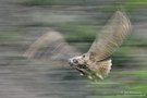 Junguhu (wildlife)