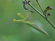 statt einem Schmetterling ...