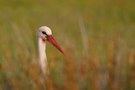 Weissstorch auf Nahrungssuche