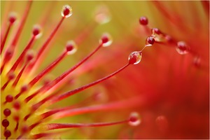 Drosera rotundifolia