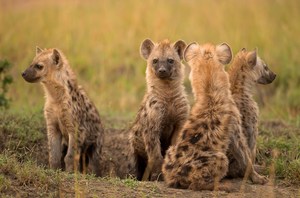 Hyänen (Jungtiere)