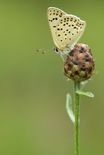 Brauner Feuerfalter  II