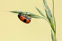 Ameisen-Blattkäfer (Clytra laeviuscula)