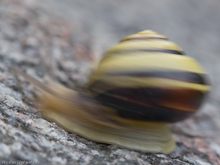 Schnelle Schnirkelschnecke ;-)