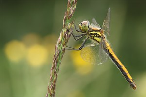 Schwarze Heidelibelle - weiblich