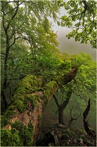 Mir ist nach Wald zumute!
