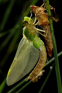 Schlupf einer Großlibelle