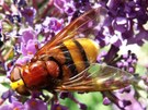 Hornissenschwebfliege - Große Waldschwebfliege