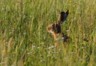 Ein Hase in der Abendsonne