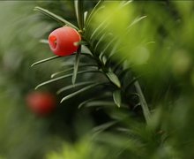 Taxus baccata