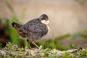 Frisch aus dem Nest