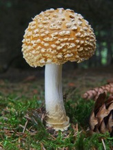 Amanita regalis