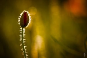 Mohn im Abendlicht