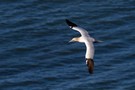 Basstölpel im Flug über der Nordsee