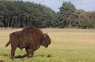 Wisent