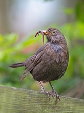 Die Frau von Charly Amsel...