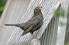 Die Frau von Charly Amsel...