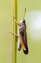 Stauroderus scalaris