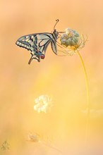 Papilio machaon