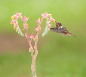 Flämmchenkolibri