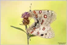 Apollofalter (Parnassius apollo vinningensis)