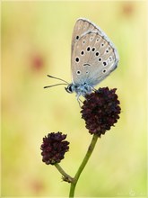 Heller Wiesenknopf-Ameisenbläuling - Maculinea teleius