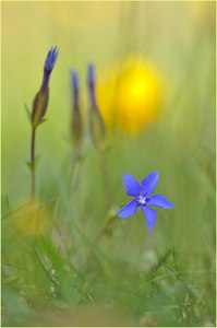 Blau, blau, blau ...