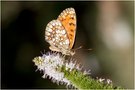 Scheckenfalter auf Minze