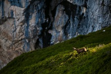 Der frühe Vogel...