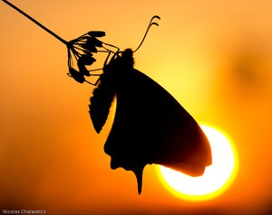 Abendrot mit Schwalbenschwanz