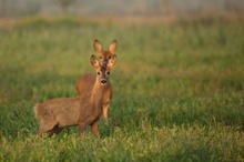 Vier Augen sehen mehr als zwei