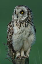 Sumpfohreule