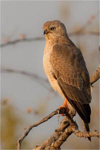 Black-Chested Snake Eagle