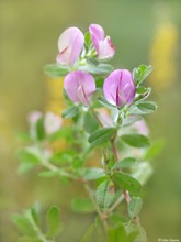 Hauhechel