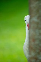 Kuckuck äh Storch ;-)